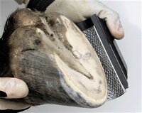 EVO RADIUS RASP (GROF RR-2)