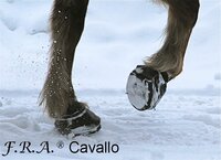 CAVALLO STUDS MET SLEUTEL 