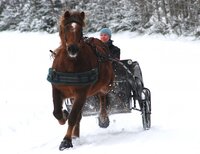 Cavallo Simple (paar)