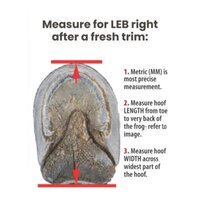 Cavallo LEB - Long Ear Boot - Turquoise