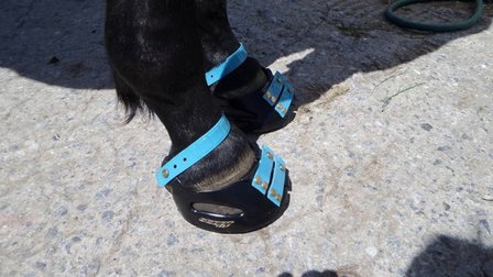 SCOOT BOOTS