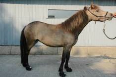 CAVALLO CLB (CUTE LITTLE BOOT)