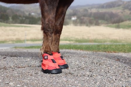 EQUINE FUSION RECOVERY