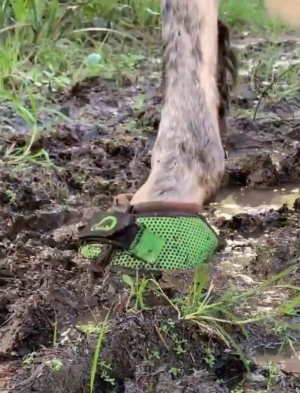 Cavallo Trek Green