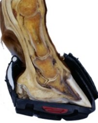 Cavallo Trek Pro