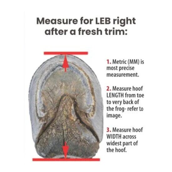 Cavallo LEB - Long Ear Boot - Zwart