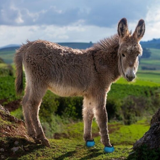 CAVALLO LEB TEST / HUUR