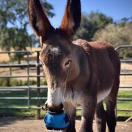 CAVALLO LEB TEST / HUUR